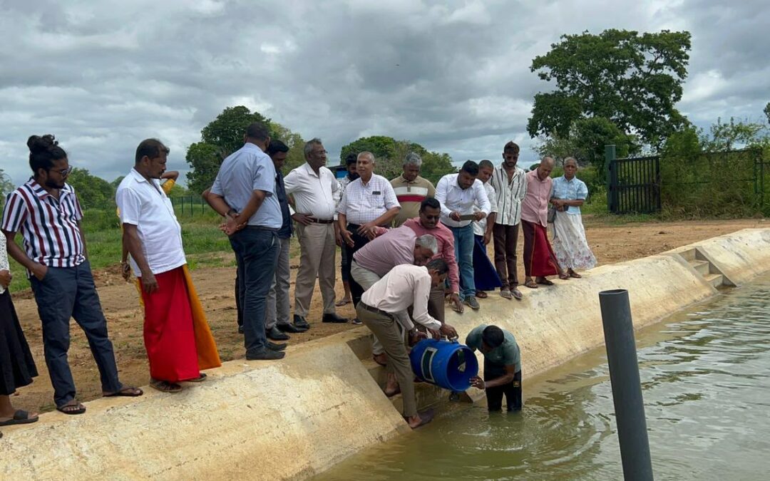 Third Phase of Fingerling Release at Ridiyagama Fish Seed Unit Successfully Commenced